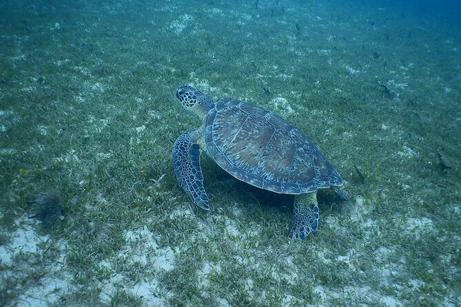Discovery and snorkeling with sea turtles - FAQ