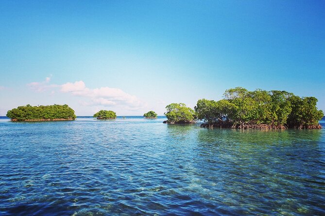 Discovery by Boat of the Mangrove and Its Lagoon in 7 Stages Including 4 Swimming - Traveler Reviews and Ratings