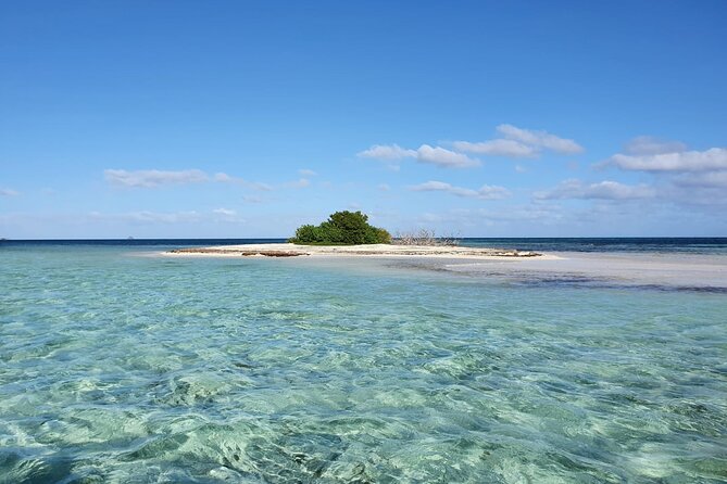Discovery by Boat of the Mangrove and Its Lagoon in 7 Stages Including 4 Swimming - Scenic Landscapes and Marine Life
