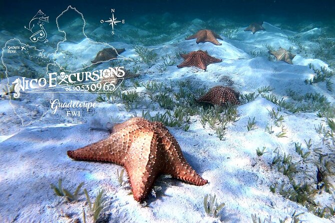 Discovery by Boat of the Mangrove and Its Lagoon in 7 Stages Including 4 Swimming - Educational and Passionate Guides