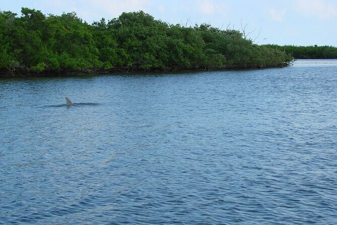 Discovery Dolphin Boat Tour - Authentic Experiences and Authentic Guides