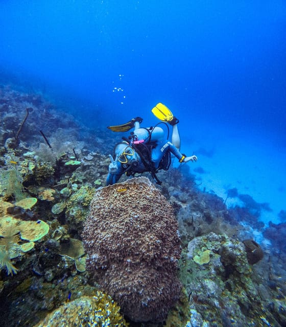 Discovery Local Diving - Double Diving | Customized - Dive Experience and Highlights