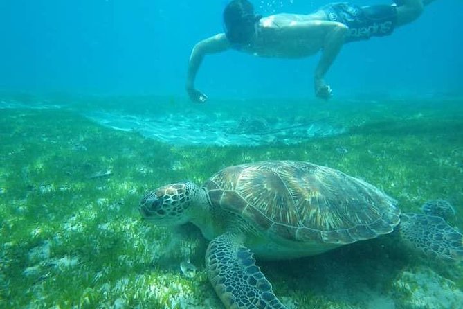 Discovery of Dolphins on the Caribbean Coast - Overview of the Excursion