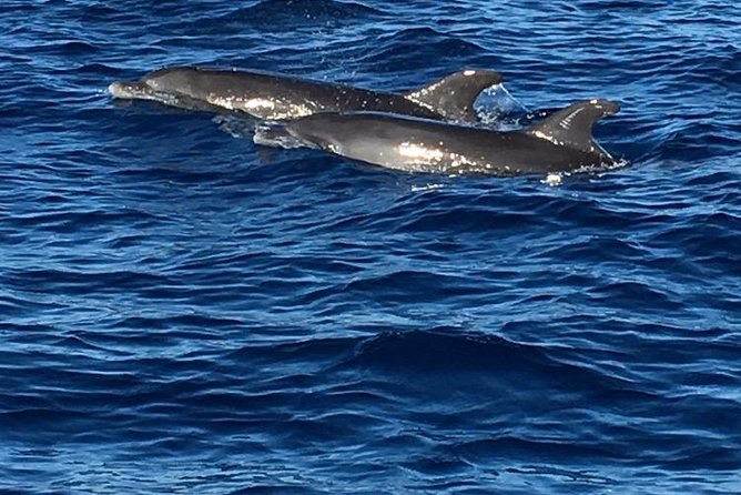 Discovery of Dolphins on the Caribbean Coast - Meeting Point and Pickup