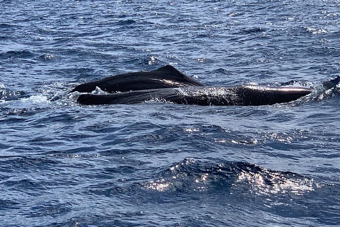 Discovery of Dolphins on the Caribbean Coast - Customer Feedback