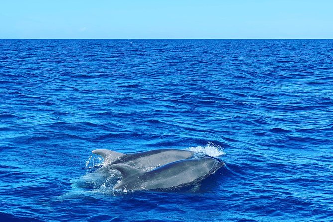 Discovery of Dolphins on the Caribbean Coast - Dolphin Sightings
