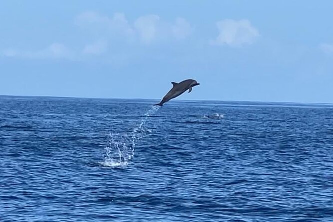 Discovery of Dolphins on the Caribbean Coast - Snorkeling at the Reef