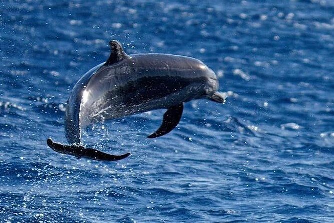Discovery of Dolphins on the Caribbean Coast - Scenic Martinique Views