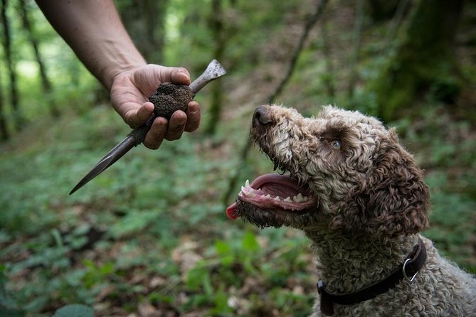 Discovery of the World of Truffles and Tasting - Truffle-Hunting Canine Guide