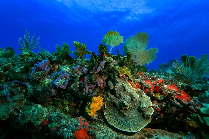 Discovery Scuba Diving !! - Health and Safety