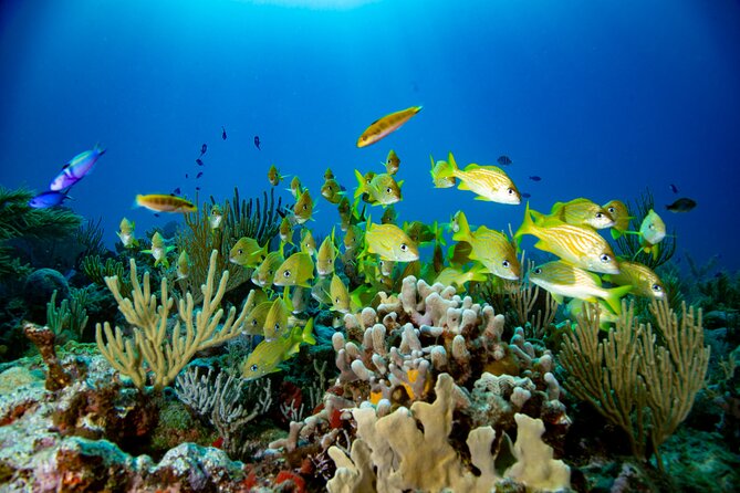 Discovery Scuba Diving !! - Booking Process