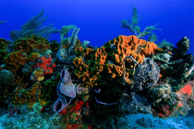 Discovery Scuba Diving !! - Reviews and Ratings