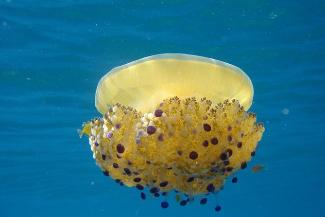 Discovery Scuba Diving Taormina & Isola Bella - Booking Confirmation and Availability