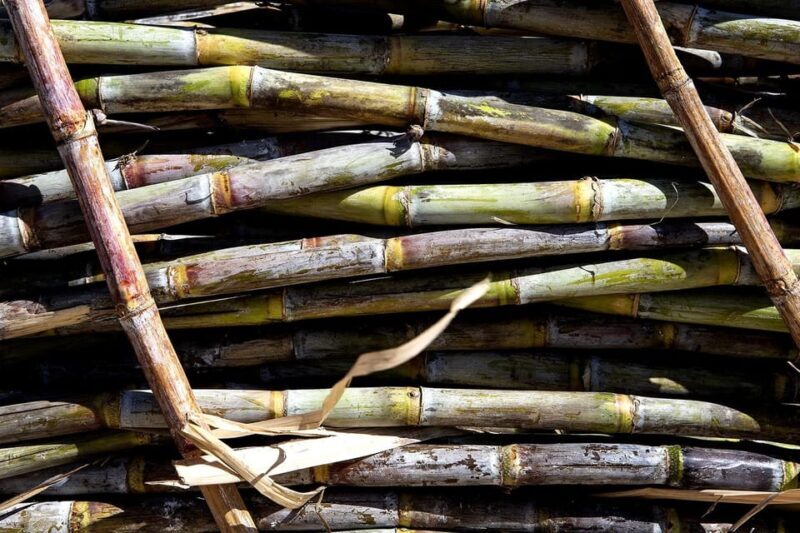 Distilleria Alma- Rum Distilery Guided Tour & Tasting - Since Your Asked