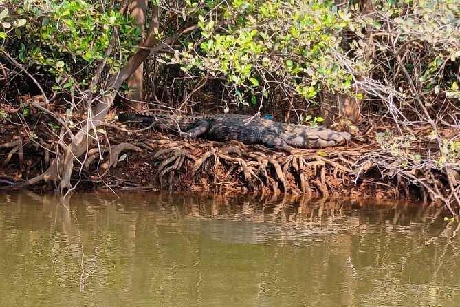 Divar Island-Nature & Backwater Cruising - Highlights of the Cruise