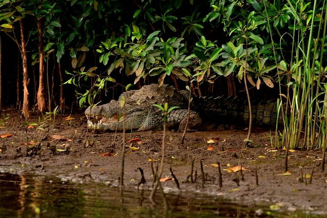 Divar Island-Nature & Backwater Cruising - Preparing for the Excursion