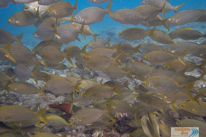 Dive Baptism 1 Dive In Tenerife 3.5h - Overview of the Experience