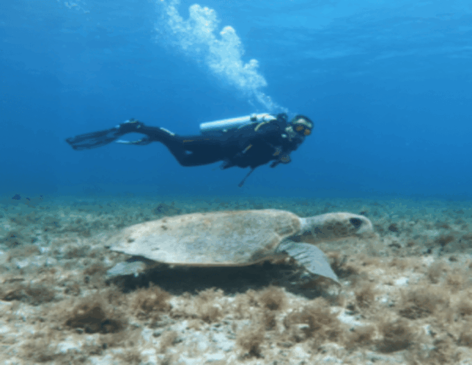 Dive Cenote - Booking and Reservations
