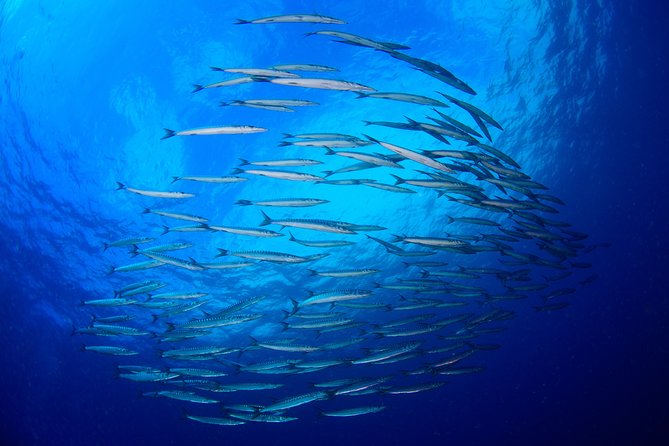Dive Christening - Accessibility and Participation Requirements