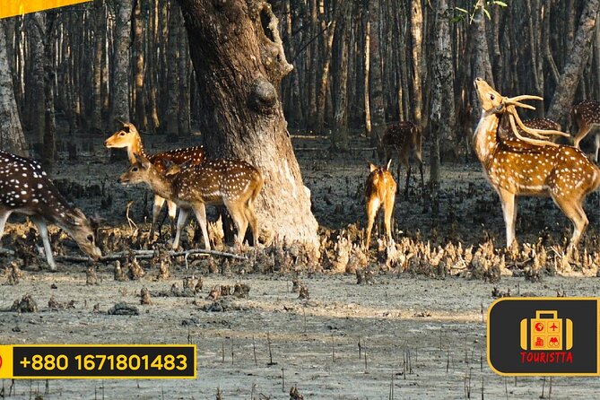 Dive Deep Into the Wild Wonders of Sundarban. - Inclusions and Non-refundable Policy