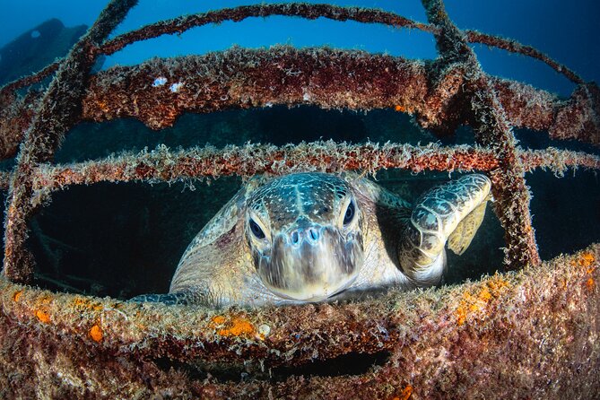 Dive in La Paz With Sea Lions, Turtles, Fish Schools and Wrecks - Schedule