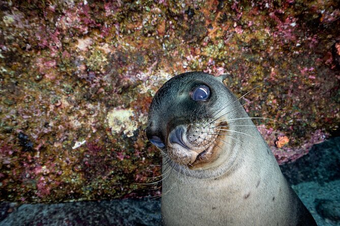 Dive in La Paz With Sea Lions, Turtles, Fish Schools and Wrecks - Booking Information
