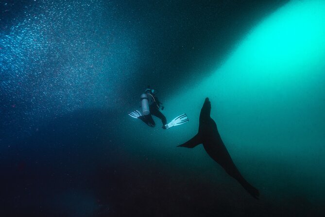 Dive in La Paz With Sea Lions, Turtles, Fish Schools and Wrecks - Sea Lions and Turtles
