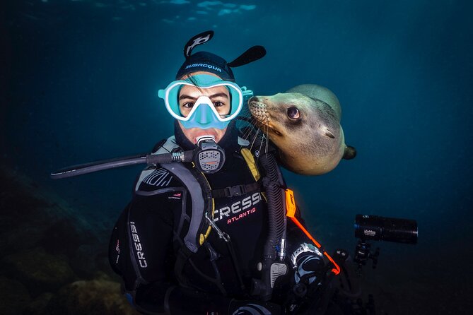 Dive in La Paz With Sea Lions, Turtles, Fish Schools and Wrecks - Underwater Marvels