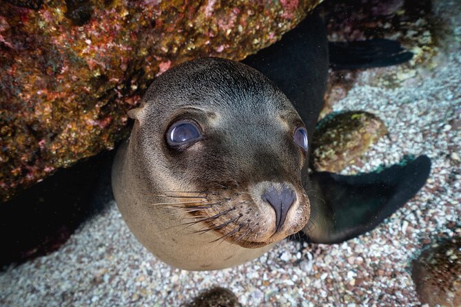 Dive in La Paz With Sea Lions, Turtles, Fish Schools and Wrecks - Ratings and Reviews