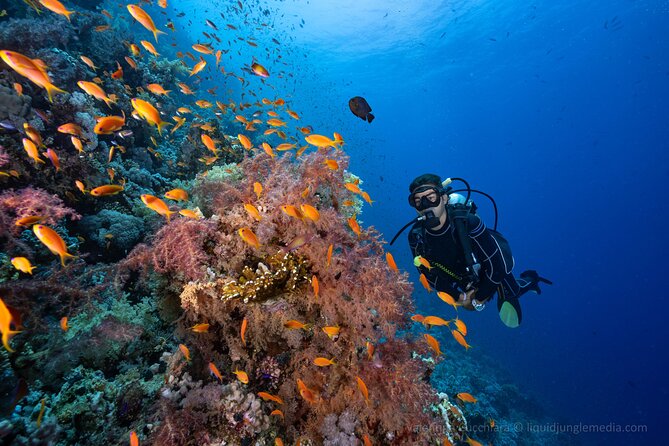 Dive in Sharm El Sheikh - Diving Boat Trip for Certified Divers - Key Points