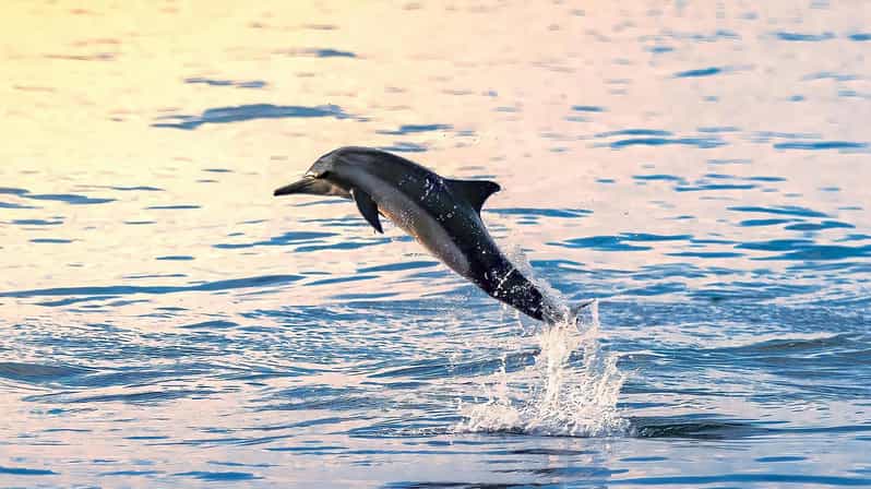 Dive Into Lovina Dolphin Watching and Snorkeling - Swimming With Dolphins