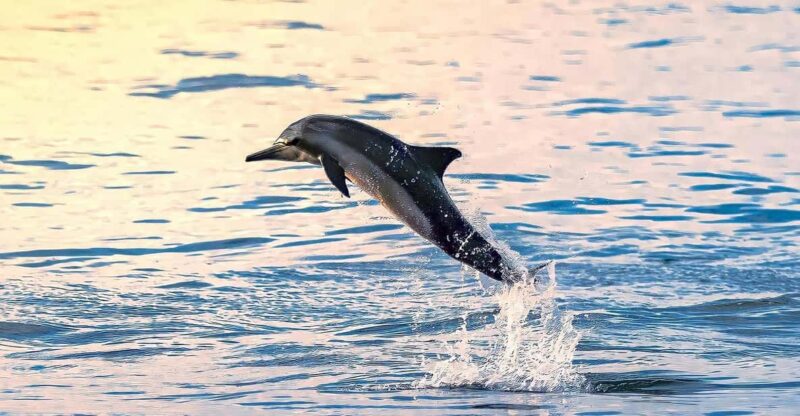 Dive Into Lovina Dolphin Watching and Snorkeling - Snorkeling in Crystal-Clear Waters