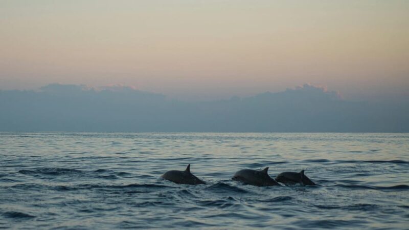 Dive Into Lovina Dolphin Watching and Snorkeling - Exploring Coral Reefs and Marine Life