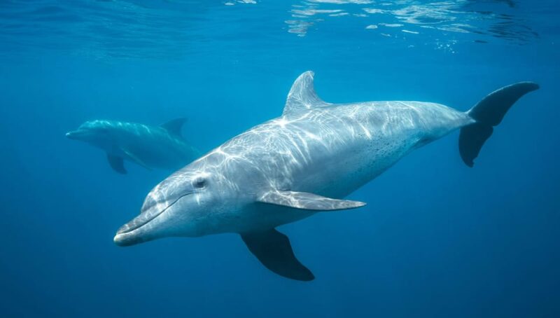 Dive Into Lovina Dolphin Watching and Snorkeling - Pickup Options and Itinerary