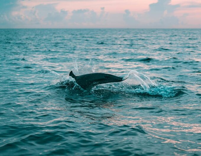 Dive Into Lovina Dolphin Watching and Snorkeling - Included Services and Refreshments