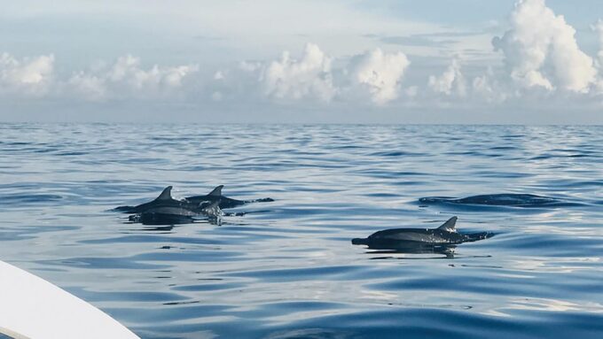 Dive Into Lovina Dolphin Watching and Snorkeling - Important Health and Safety Considerations