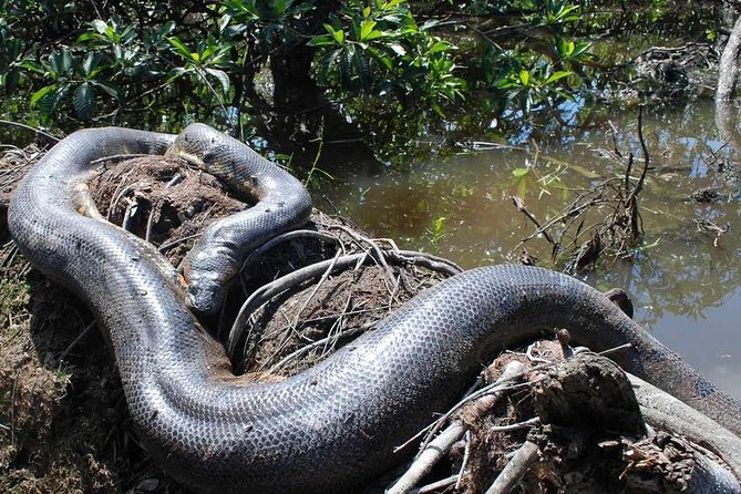 Dive Into the Heart of the Wild at Caiman Eco-Lodge Cuyabeno! - Accommodation and Amenities at Caiman Lodge