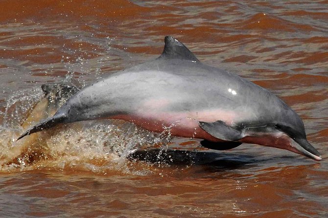 Dive Into the Heart of the Wild at Caiman Eco-Lodge Cuyabeno! - Cultural Immersion With Local Communities