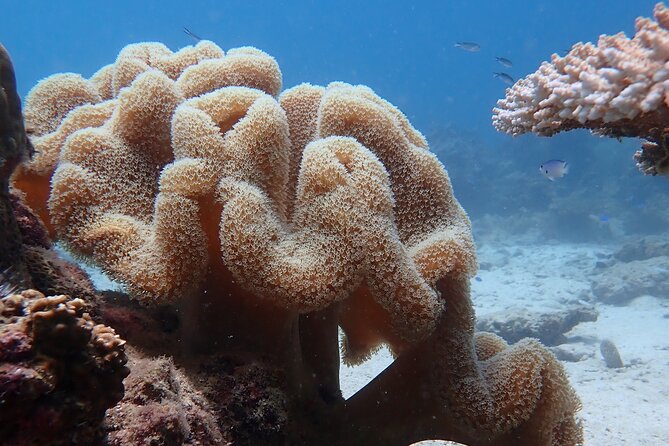 Dive Trip Experience in Koh Tao - Overview of Dive Trip