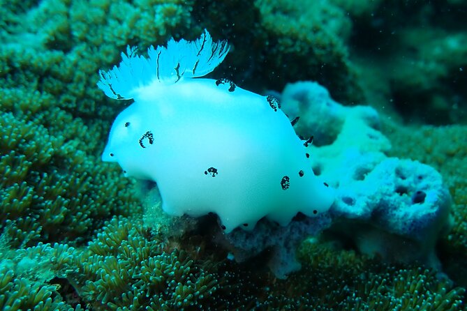 Dive Trip Experience in Koh Tao - Pickup and Start Time