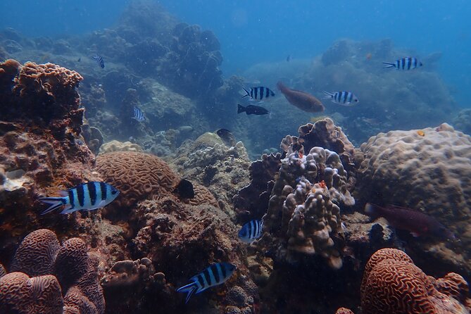 Dive Trip Experience in Koh Tao - Health and Safety Details
