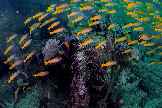Dive Trip to the Coral Reefs of Fujairah for Certified Scuba Divers - Inclusions and Exclusions