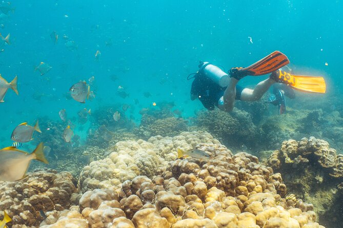 Dive Trip to the Coral Reefs of Fujairah for Certified Scuba Divers - Booking Details