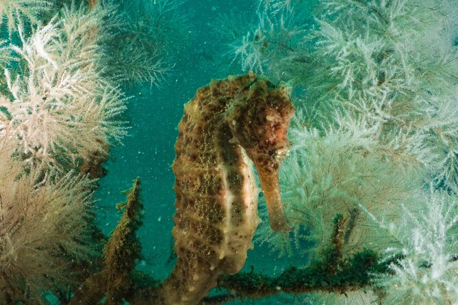 Dive Trip to the Coral Reefs of Fujairah for Certified Scuba Divers - Payment Options