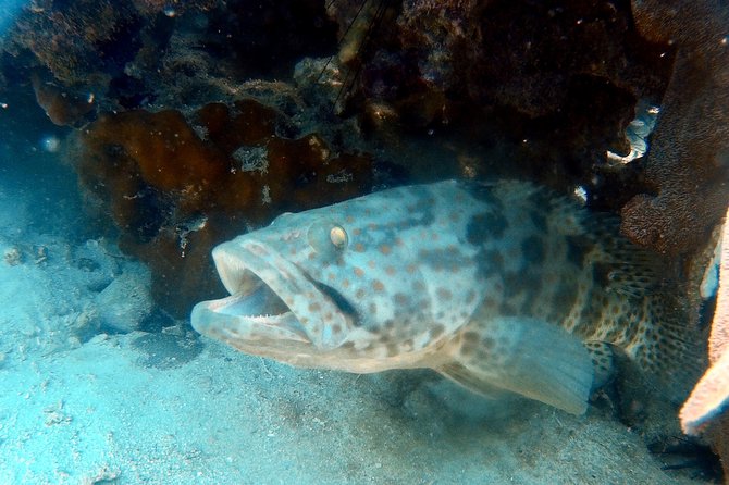Dive Trip With 2 Dives (Start From Ko Kut) - Inclusions
