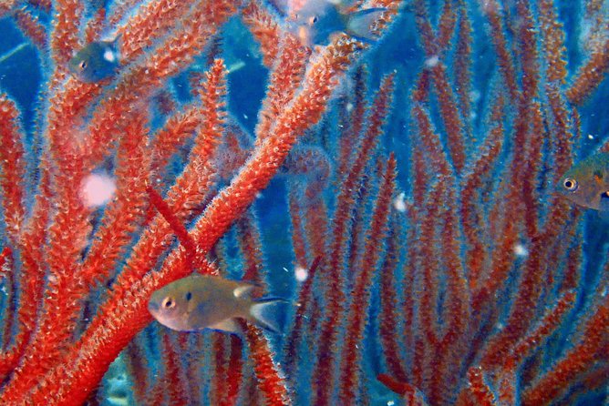 Dive Trip With 2 Dives (Start From Ko Kut) - Meeting and Pickup