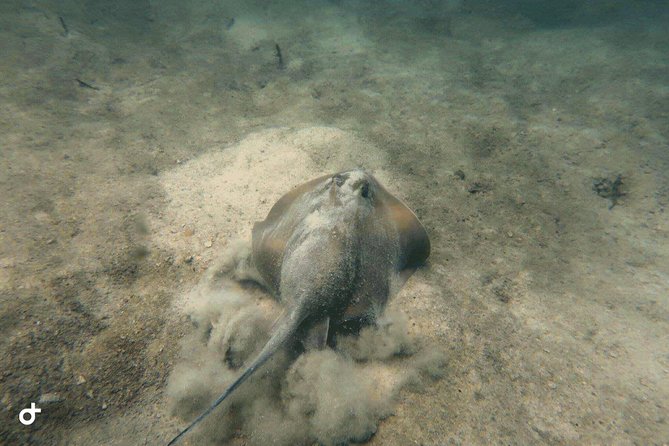 Dive Trip With 2 Dives (Start From Ko Kut) - Additional Information