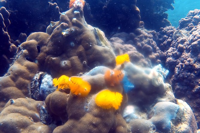 Dive Trip With 2 Dives (Start From Ko Kut) - Location and Accessibility