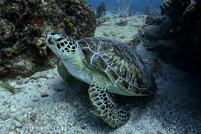 DiveCarib - An Eco-Friendly Certified Diver Trip in Antigua - About Your Stay