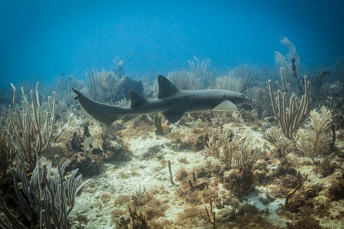 DiveCarib - An Eco-Friendly Certified Diver Trip in Antigua - Legal and Additional Information